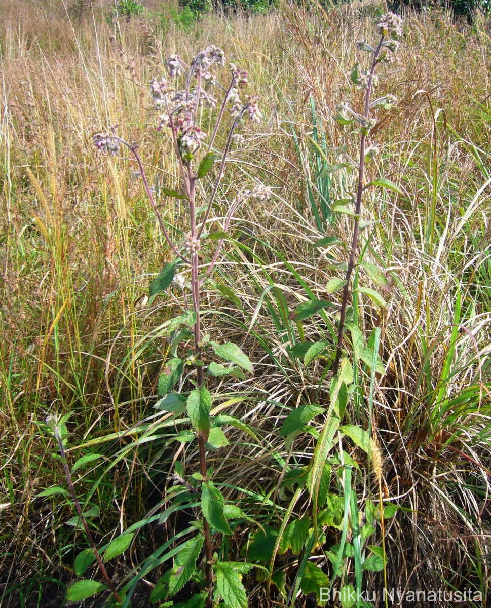 Blumea hieraciifolia var. flexuosa (C.B.Clarke) Randeria